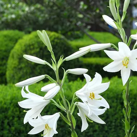 El Jardin Del Convento, Хервас