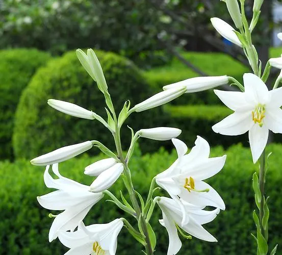 El Jardin Del Convento, Hervás
